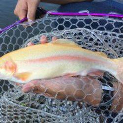 フィッシング サンクチュアリ 釣果