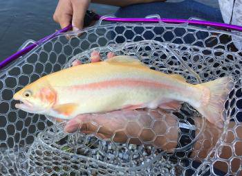 フィッシング サンクチュアリ 釣果