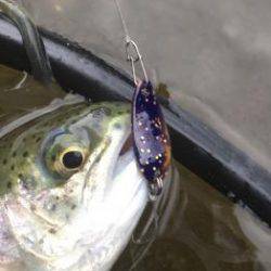 フィッシング サンクチュアリ 釣果