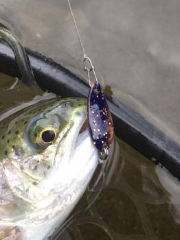 フィッシング サンクチュアリ 釣果