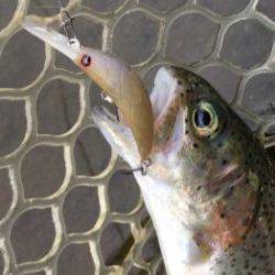 フィッシング サンクチュアリ 釣果