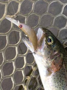 フィッシング サンクチュアリ 釣果