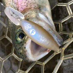 フィッシング サンクチュアリ 釣果