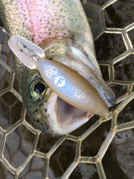 フィッシング サンクチュアリ 釣果