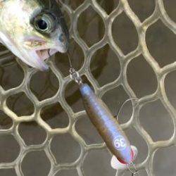 フィッシング サンクチュアリ 釣果