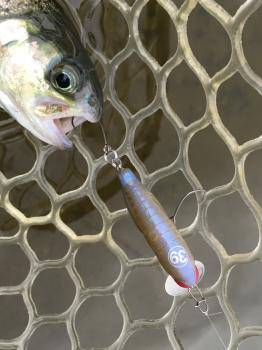 フィッシング サンクチュアリ 釣果