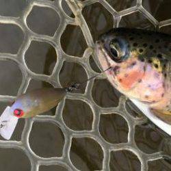 フィッシング サンクチュアリ 釣果