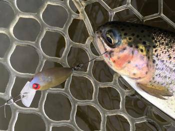 フィッシング サンクチュアリ 釣果