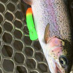 フィッシング サンクチュアリ 釣果