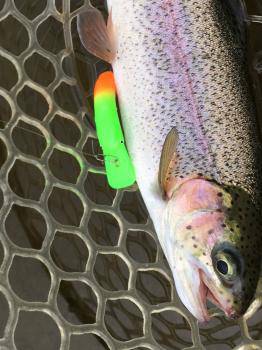 フィッシング サンクチュアリ 釣果