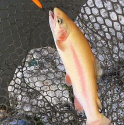 フィッシング サンクチュアリ 釣果