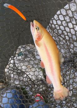 フィッシング サンクチュアリ 釣果