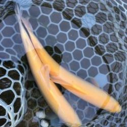 フィッシング サンクチュアリ 釣果