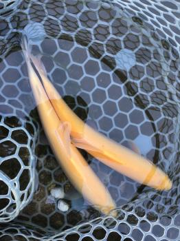 フィッシング サンクチュアリ 釣果