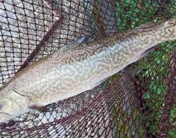 フィッシング サンクチュアリ 釣果