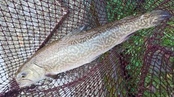 フィッシング サンクチュアリ 釣果