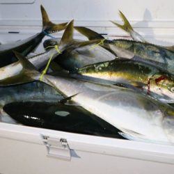 スカイマリン 釣果