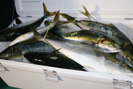 スカイマリン 釣果