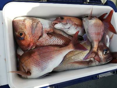 IDATEN（イダテン） 釣果