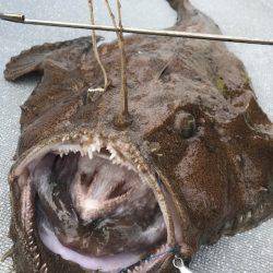 へいみつ丸 釣果