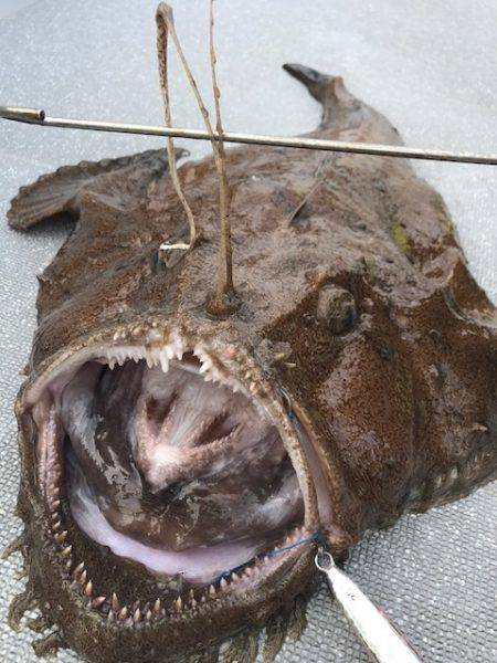 へいみつ丸 釣果