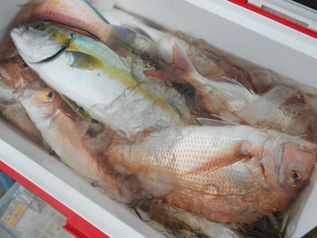 こうゆう丸 釣果