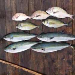 由良海上釣り堀 海人 釣果