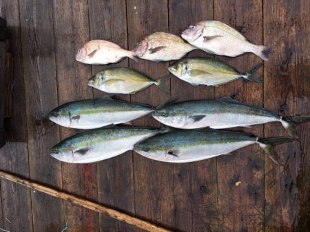 由良海上釣り堀 海人 釣果