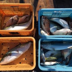 由良海上釣り堀 海人 釣果