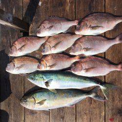 由良海上釣り堀 海人 釣果