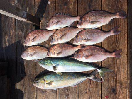 由良海上釣り堀 海人 釣果