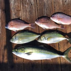 由良海上釣り堀 海人 釣果