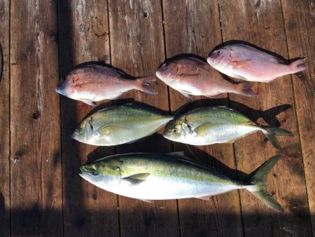 由良海上釣り堀 海人 釣果