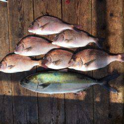 由良海上釣り堀 海人 釣果