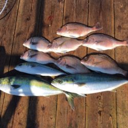 由良海上釣り堀 海人 釣果