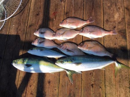 由良海上釣り堀 海人 釣果