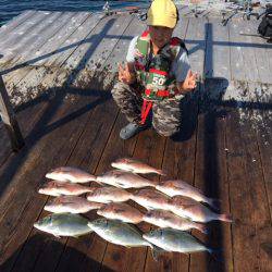 由良海上釣り堀 海人 釣果