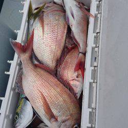 遊漁船ブルーウッズ 釣果