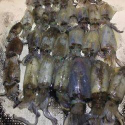 オーシャンズ 釣果