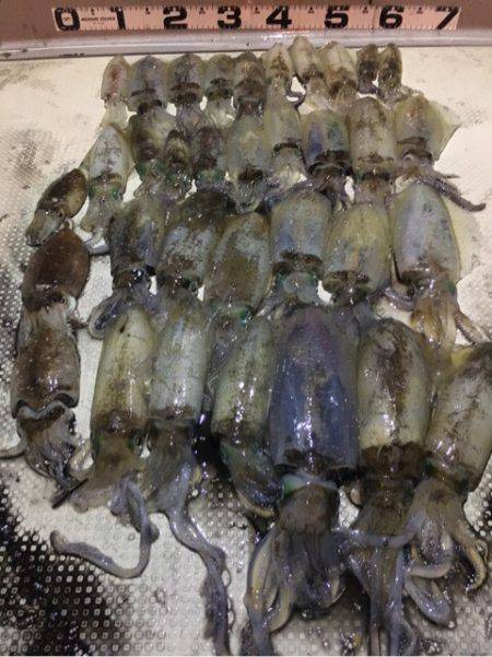 オーシャンズ 釣果