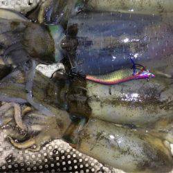 オーシャンズ 釣果