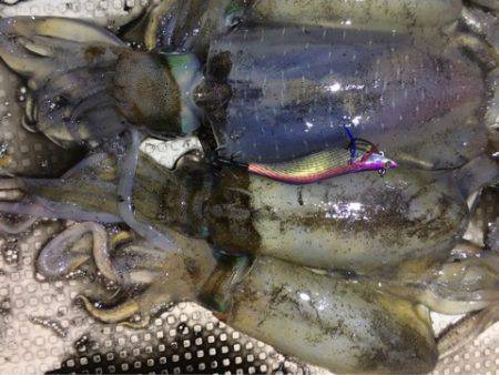 オーシャンズ 釣果