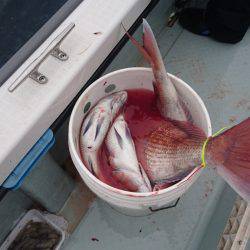 遊漁船ブルーウッズ 釣果