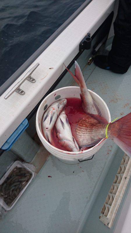 遊漁船ブルーウッズ 釣果