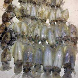 オーシャンズ 釣果