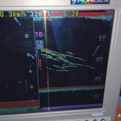 遊漁船ブルーウッズ 釣果