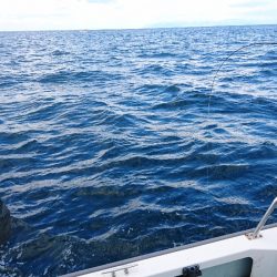 遊漁船ブルーウッズ 釣果