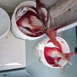 遊漁船ブルーウッズ 釣果