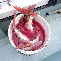 遊漁船ブルーウッズ 釣果