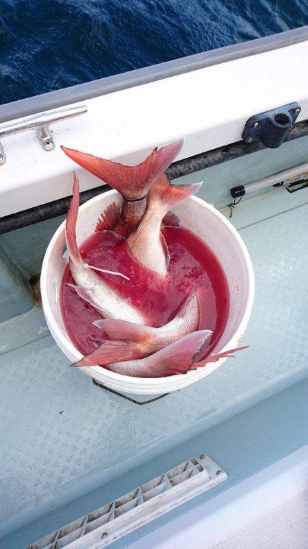 遊漁船ブルーウッズ 釣果